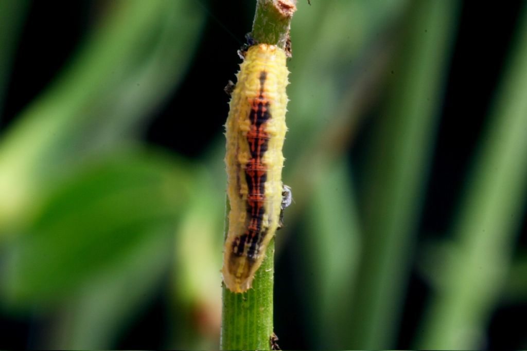 identificazione bruco - larva di Syrphidae